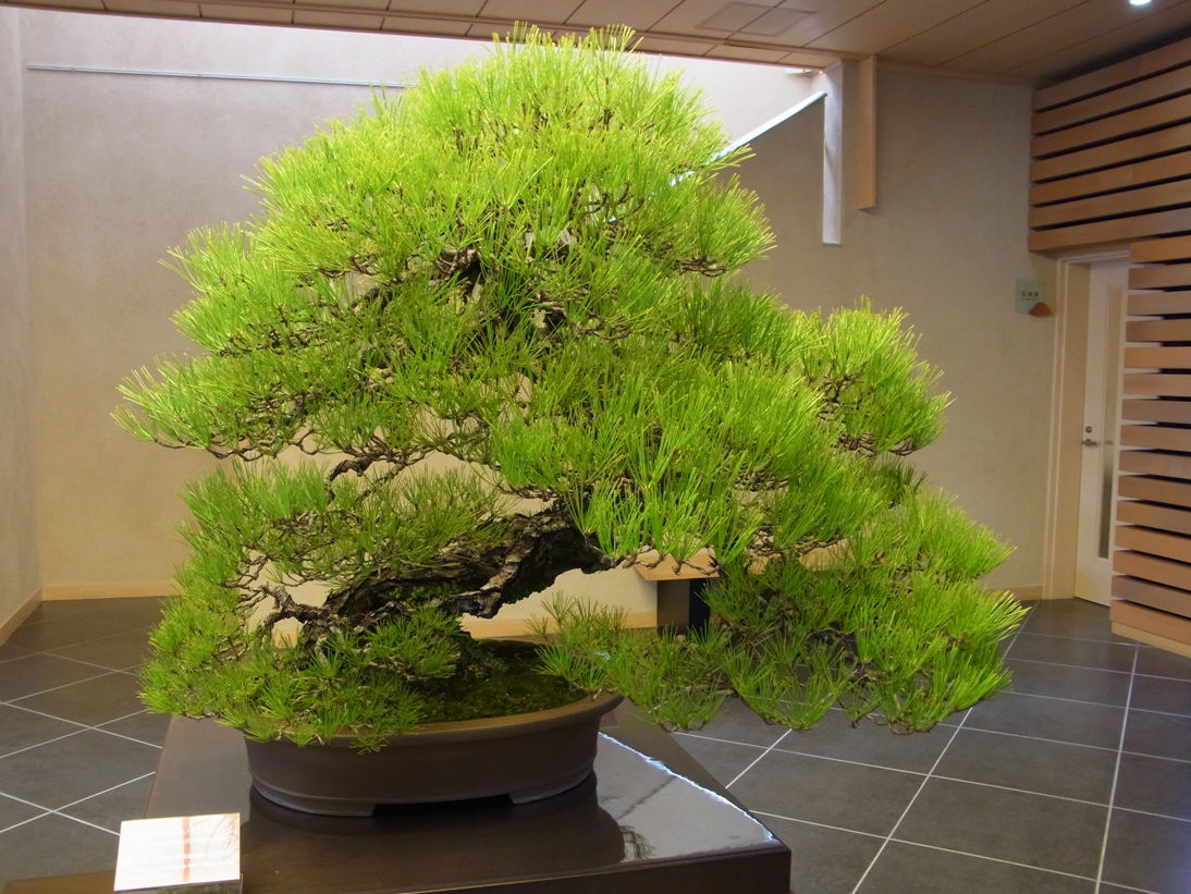 http://www.asuka-g.co.jp/president_blog/bonsai.JPG