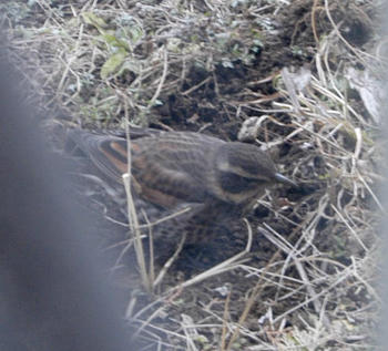 355 野鳥観察記 貴重な日本在来種 野生のウズラ できる ビジネスマンの雑学 明日香出版社